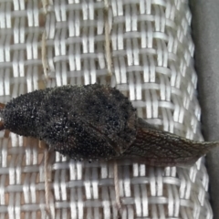 Fastosarion minerva (Minerva Hills Semi-Slug) at Rewan, QLD - 29 Jun 2024 by MB