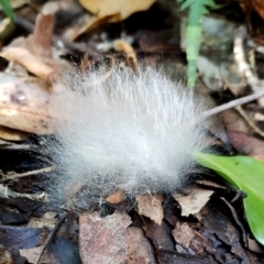 Mucorales (Pin moulds) at Bermagui State Forest - 28 Jun 2024 by Teresa