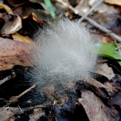 Mucorales at Bermagui State Forest - 28 Jun 2024 01:49 PM