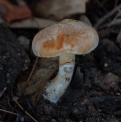 Gymnopilus sp. (Gymnopilus) at Moruya State Forest - 27 Jun 2024 by Bushrevival