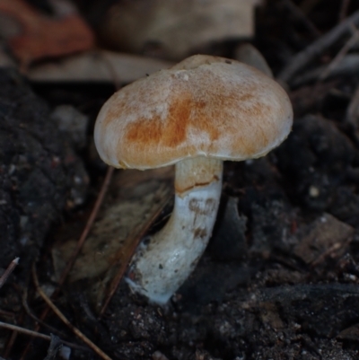 Gymnopilus sp. at Moruya State Forest - 27 Jun 2024 by Bushrevival