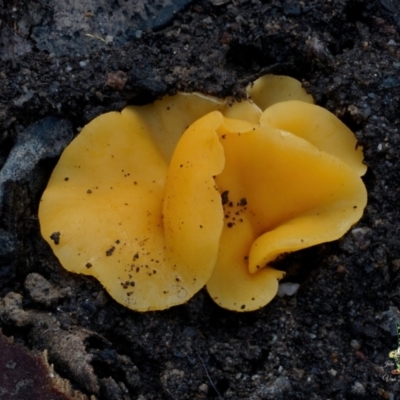 Bisporella citrina (Yellow Fairy Cups or Lemon Discos) at Bodalla State Forest - 16 Jun 2024 by Teresa