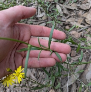 Senecio madagascariensis at Mogo, NSW - 29 Jun 2024