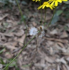 Senecio madagascariensis at Mogo, NSW - 29 Jun 2024 02:35 PM