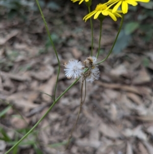 Senecio madagascariensis at Mogo, NSW - 29 Jun 2024