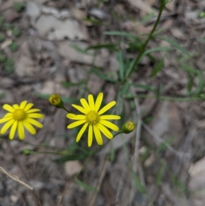 Senecio madagascariensis at Mogo, NSW - 29 Jun 2024