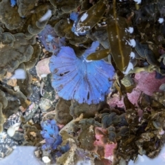 Unverified Marine Alga & Seaweed at BA124 - 29 Jun 2024 by WalterEgo