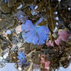 Unidentified Marine Alga & Seaweed at Batemans Marine Park - 28 Jun 2024 by WalterEgo