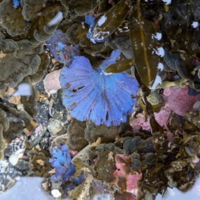 Unverified Marine Alga & Seaweed at BA124 - 29 Jun 2024 by WalterEgo