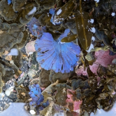 Unidentified Marine Alga & Seaweed at Batemans Marine Park - 28 Jun 2024 by WalterEgo