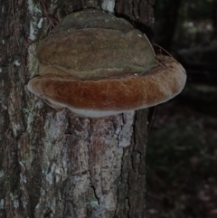 Phellinus sp. (Phellinus sp.) at Moruya State Forest - 27 Jun 2024 by Bushrevival