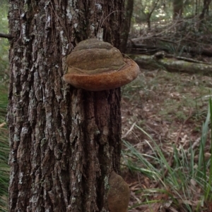 Phellinus sp. at Moruya State Forest - 27 Jun 2024 10:31 AM