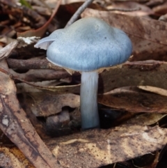 Cortinarius rotundisporus at BA124 - 27 Jun 2024 by Bushrevival