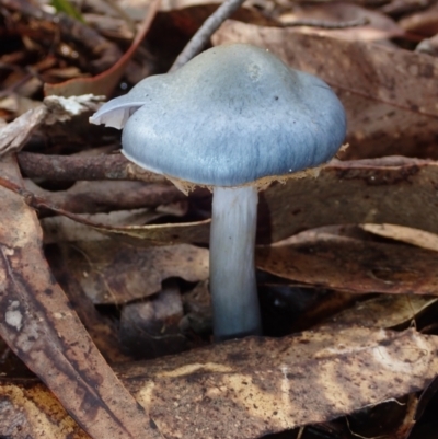 Cortinarius rotundisporus at BA124 - 27 Jun 2024 by Bushrevival