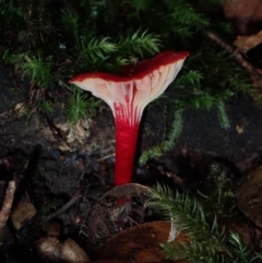 Hygrocybe sp. at BA124 - 27 Jun 2024 by Bushrevival