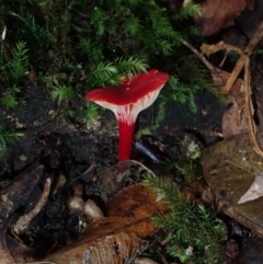 Hygrocybe sp. at BA124 - 27 Jun 2024 10:55 AM