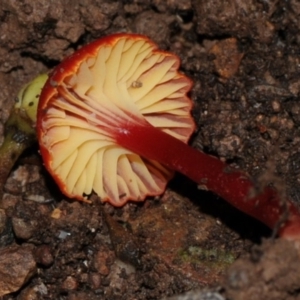 Hygrocybe miniata at suppressed - 6 Jun 2024