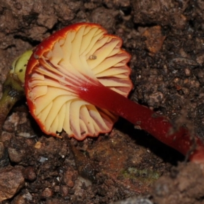 Hygrocybe miniata (Hygrocybe miniata) at Box Cutting Rainforest Walk - 6 Jun 2024 by Teresa