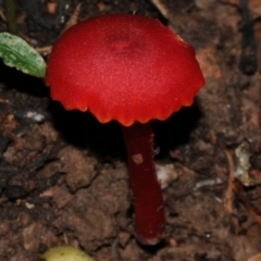 Hygrocybe miniata at suppressed - 6 Jun 2024