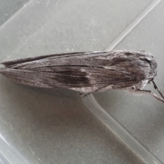 Capusa cuculloides (White-winged Wedge-moth) at Rugosa - 29 Jun 2024 by SenexRugosus
