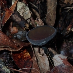 Plectania campylospora (Brown Forest Cup) at Moruya State Forest - 27 Jun 2024 by Bushrevival