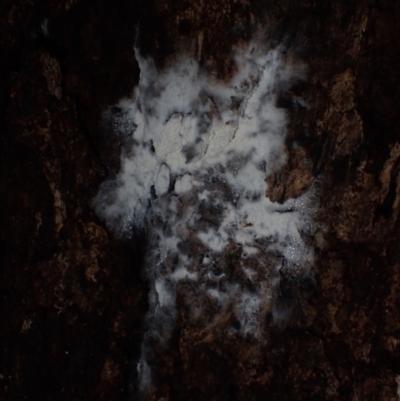 Unverified Fungus at Moruya State Forest - 27 Jun 2024 by Bushrevival