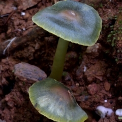 Unidentified Cap on a stem; gills below cap [mushrooms or mushroom-like] at Box Cutting Rainforest Walk - 6 Jun 2024 by Teresa