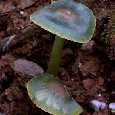 Unidentified Cap on a stem; gills below cap [mushrooms or mushroom-like] at Box Cutting Rainforest Walk - 6 Jun 2024 by Teresa