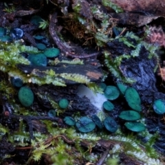 Chlorociboria species (Green Stain Elf Cups) at Bermagui State Forest - 28 Jun 2024 by Teresa