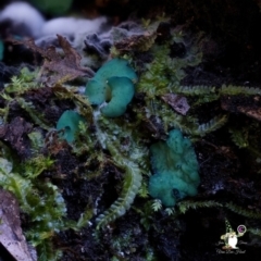 Chlorociboria species at Bermagui State Forest - 28 Jun 2024 10:21 AM