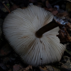 Pluteus sp. at Bermagui State Forest - 29 Jun 2024 11:26 AM