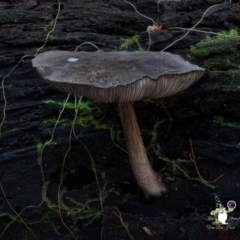 Pluteus sp. at Bermagui State Forest - 29 Jun 2024 11:26 AM