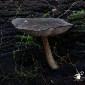 Pluteus sp. at Bermagui State Forest - 29 Jun 2024 11:26 AM