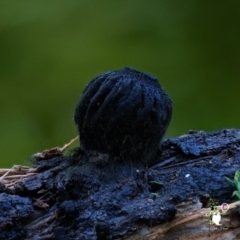 Unidentified Other fungi on wood at BA124 - 28 Jun 2024 by Teresa