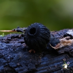 Plectania species at BA124 - 28 Jun 2024 11:37 AM