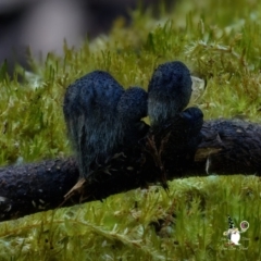 Plectania species at BA124 - 28 Jun 2024 11:37 AM