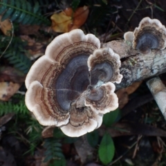 Trametes versicolor (Turkey Tail) at Moruya State Forest - 27 Jun 2024 by Bushrevival