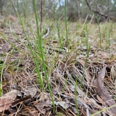 Microtis sp. (Onion Orchid) at Bullen Range - 29 Jun 2024 by BethanyDunne