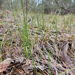 Microtis sp. at Bullen Range - 29 Jun 2024