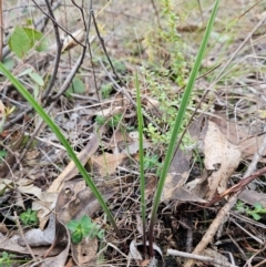 Thelymitra sp. (A Sun Orchid) at Bullen Range - 29 Jun 2024 by BethanyDunne