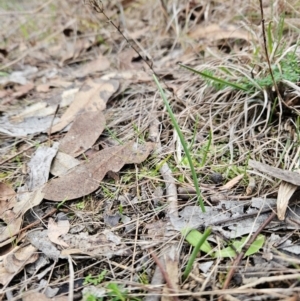 Microtis sp. at Bullen Range - 29 Jun 2024