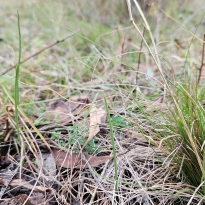 Microtis sp. (Onion Orchid) at Bullen Range - 29 Jun 2024 by BethanyDunne