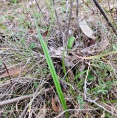 Thelymitra sp. (A Sun Orchid) at Bullen Range - 29 Jun 2024 by BethanyDunne