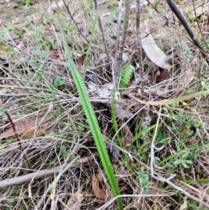 Thelymitra sp. at Bullen Range - 29 Jun 2024