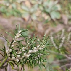 Bertya rosmarinifolia (Rosemary Bertya) at Bullen Range - 29 Jun 2024 by BethanyDunne