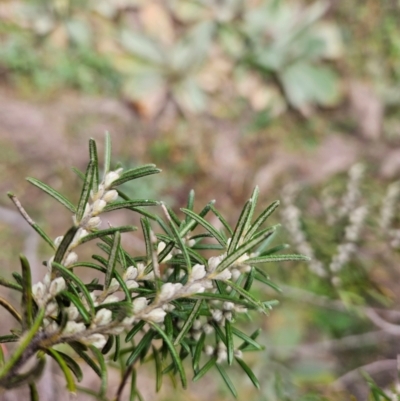 Bertya rosmarinifolia (Rosemary Bertya) at Bullen Range - 29 Jun 2024 by BethanyDunne