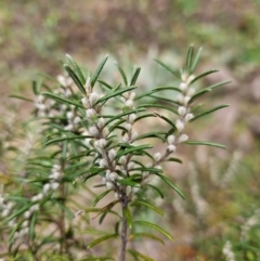 Bertya rosmarinifolia at Bullen Range - 29 Jun 2024