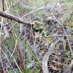 Thelymitra (Genus) (Sun Orchid) at Bullen Range - 29 Jun 2024 by BethanyDunne