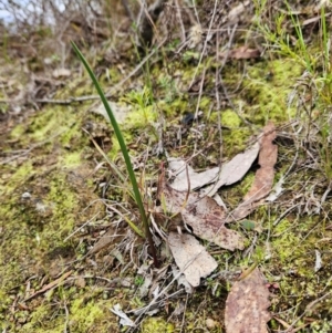 Thelymitra sp. at Bullen Range - suppressed