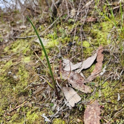 Thelymitra sp. (A Sun Orchid) at Bullen Range - 29 Jun 2024 by BethanyDunne